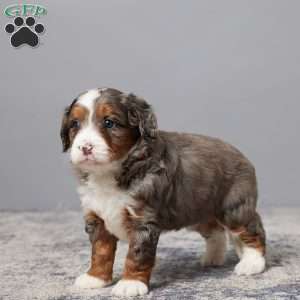 Spice, Mini Bernedoodle Puppy